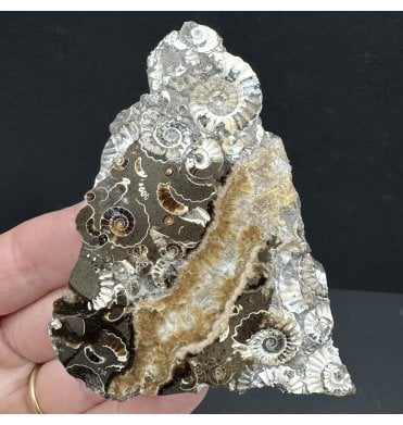 Polished British Lower Lias, Lower Jurassic Ammonite Cluster “Marston Marble" from Marston Magna, Somerset, England (SKU A3984):- Promicroceras marstonese