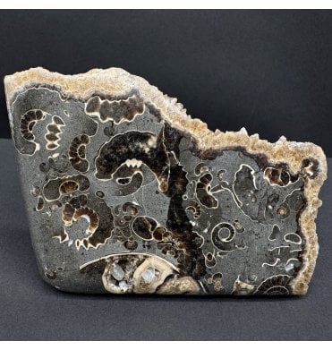 Polished British Lower Lias, Lower Jurassic Ammonite Cluster “Marston Marble" from Marston Magna, Somerset, England (SKU A4808):- Promicroceras marstonese