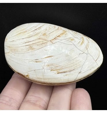 Polished Callovian Middle Jurassic, Bivalve from Madagascar (SKU OF3096):- Fossil Clam
