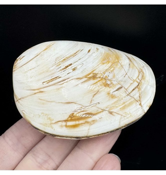 Polished Callovian Middle Jurassic, Bivalve from Madagascar (SKU OF3097):- Fossil Clam