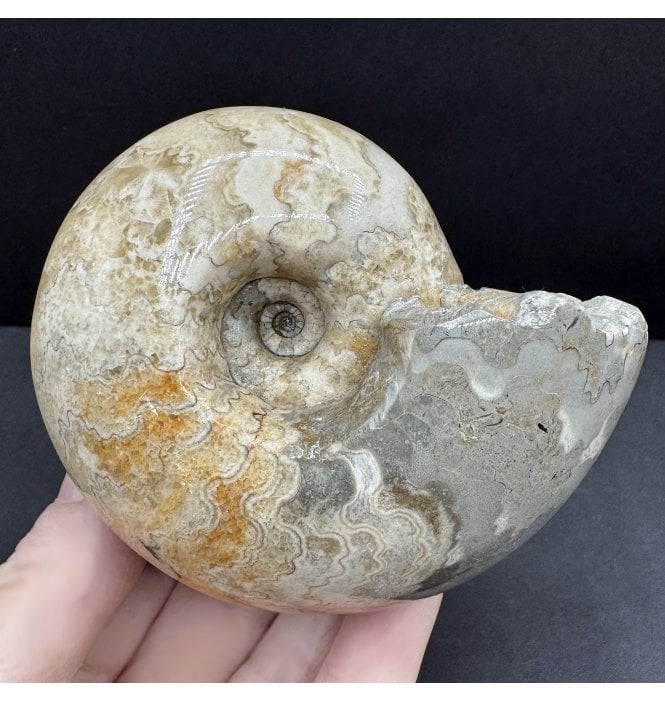 Polished Cenomanian, Upper Cretaceous Ammonite from Northern Nigeria (SKU A4587):- Thomasites rollandi