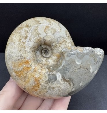 Polished Cenomanian, Upper Cretaceous Ammonite from Northern Nigeria (SKU A4587):- Thomasites rollandi