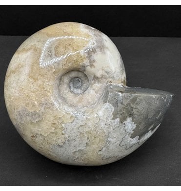 Polished Cenomanian, Upper Cretaceous Ammonite from Northern Nigeria (SKU A4588):- Thomasites rollandi