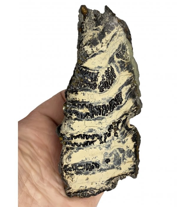 Polished Columbian Mammoth Tooth Slice from Florida, USA (SKU V4582):- Mammuthus columbi