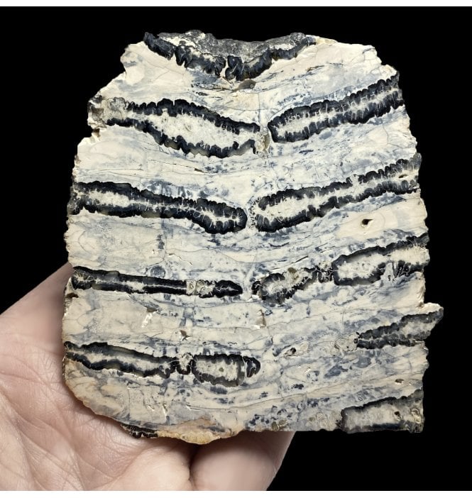 Polished Columbian Mammoth Tooth Slice from Florida, USA (SKU V4699):- Mammuthus columbi