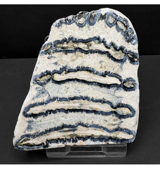 Polished Columbian Mammoth Tooth Slice from Florida, USA (SKU V8214):- Mammuthus columbi