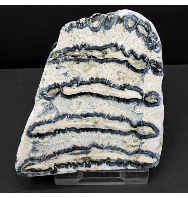 Polished Columbian Mammoth Tooth Slice from Florida, USA (SKU V8214):- Mammuthus columbi