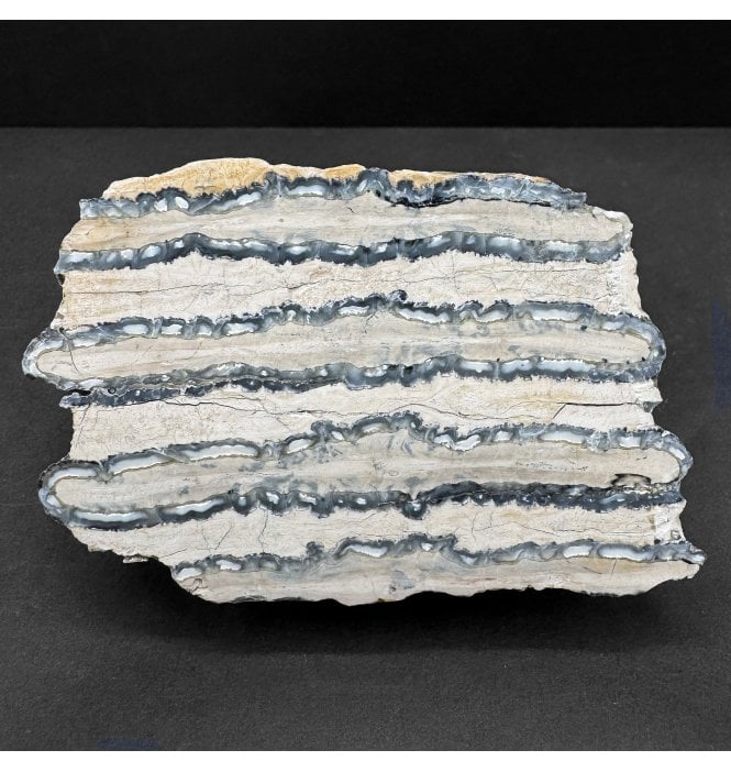Polished Columbian Mammoth Tooth Slice from Florida, USA (SKU V8530):- Mammuthus columbi