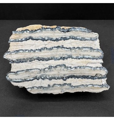 Polished Columbian Mammoth Tooth Slice from Florida, USA (SKU V8530):- Mammuthus columbi