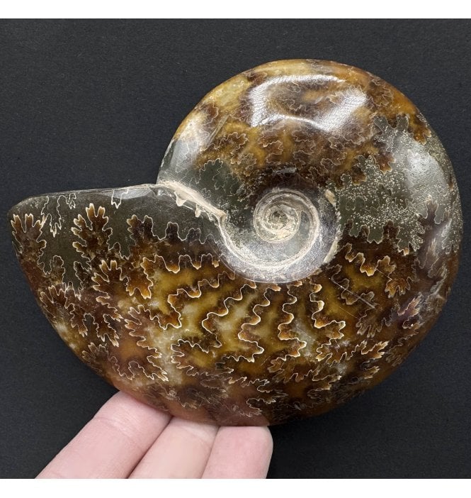 Polished Cretaceous Ammonite from Madagascar (SKU A3766):- Cleoniceras (Aioloceras) besairiei
