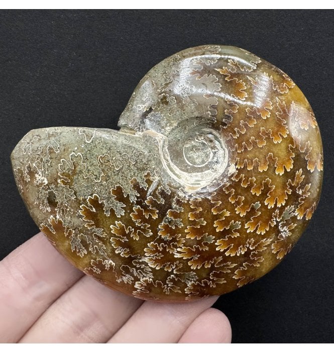 Polished Cretaceous Ammonite from Madagascar (SKU A3768):- Cleoniceras (Aioloceras) besairiei