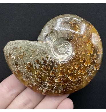 Polished Cretaceous Ammonite from Madagascar (SKU A3768):- Cleoniceras (Aioloceras) besairiei