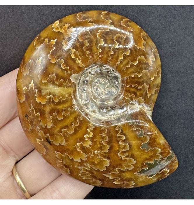 Polished Cretaceous Ammonite from Madagascar (SKU A4312):- Cleoniceras (Aioloceras) besairiei