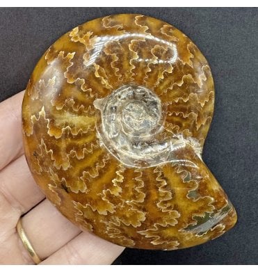 Polished Cretaceous Ammonite from Madagascar (SKU A4312):- Cleoniceras (Aioloceras) besairiei
