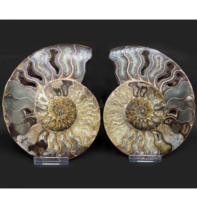 Polished Cretaceous Ammonite Pair from Madagascar (SKU A4973):- Cleoniceras (Aioloceras) besairiei