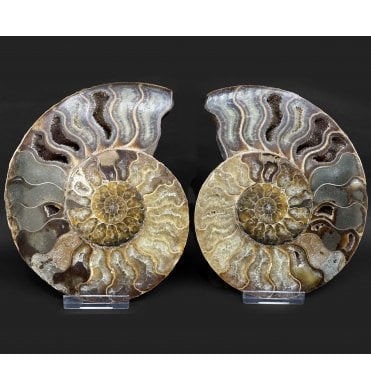 Polished Cretaceous Ammonite Pair from Madagascar (SKU A4973):- Cleoniceras (Aioloceras) besairiei
