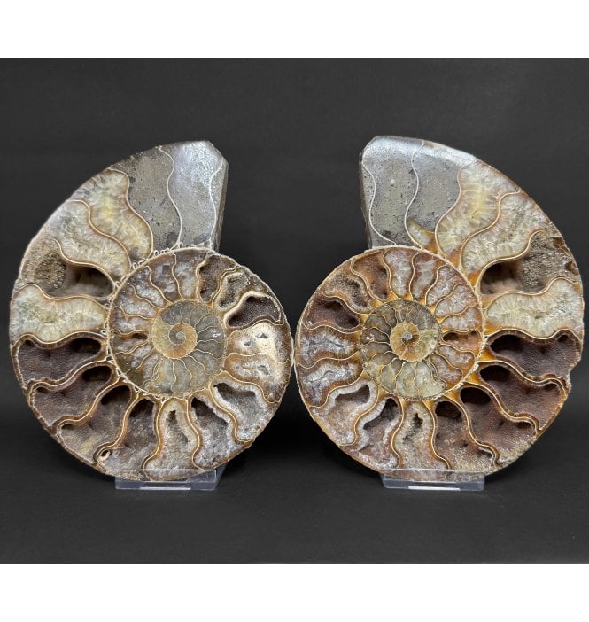Polished Cretaceous Ammonite Pair from Madagascar (SKU A4978):- Cleoniceras (Aioloceras) besairiei