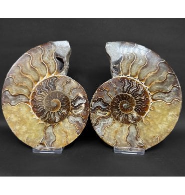 Polished Cretaceous Ammonite Pair from Madagascar (SKU A4979):- Cleoniceras (Aioloceras) besairiei