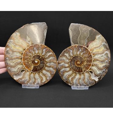Polished Cretaceous Ammonite Pair from Madagascar (SKU A5076):- Cleoniceras (Aioloceras) besairiei