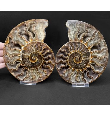 Polished Cretaceous Ammonite Pair from Madagascar (SKU A5077):- Cleoniceras (Aioloceras) besairiei