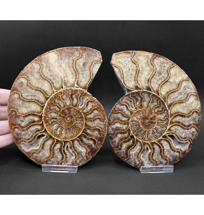 Polished Cretaceous Ammonite Pair from Madagascar (SKU A5078):- Cleoniceras (Aioloceras) besairiei
