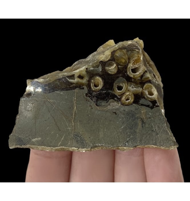 Polished Eocene Fossil Shipworm (Teredinid) in Fossil Drift Wood from Isle of Sheppey, England (SKU OF2267):- Teredolites longissimus