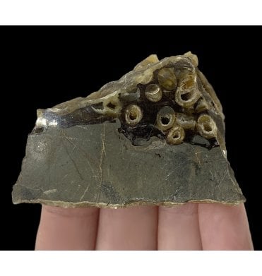 Polished Eocene Fossil Shipworm (Teredinid) in Fossil Drift Wood from Isle of Sheppey, England (SKU OF2267):- Teredolites longissimus