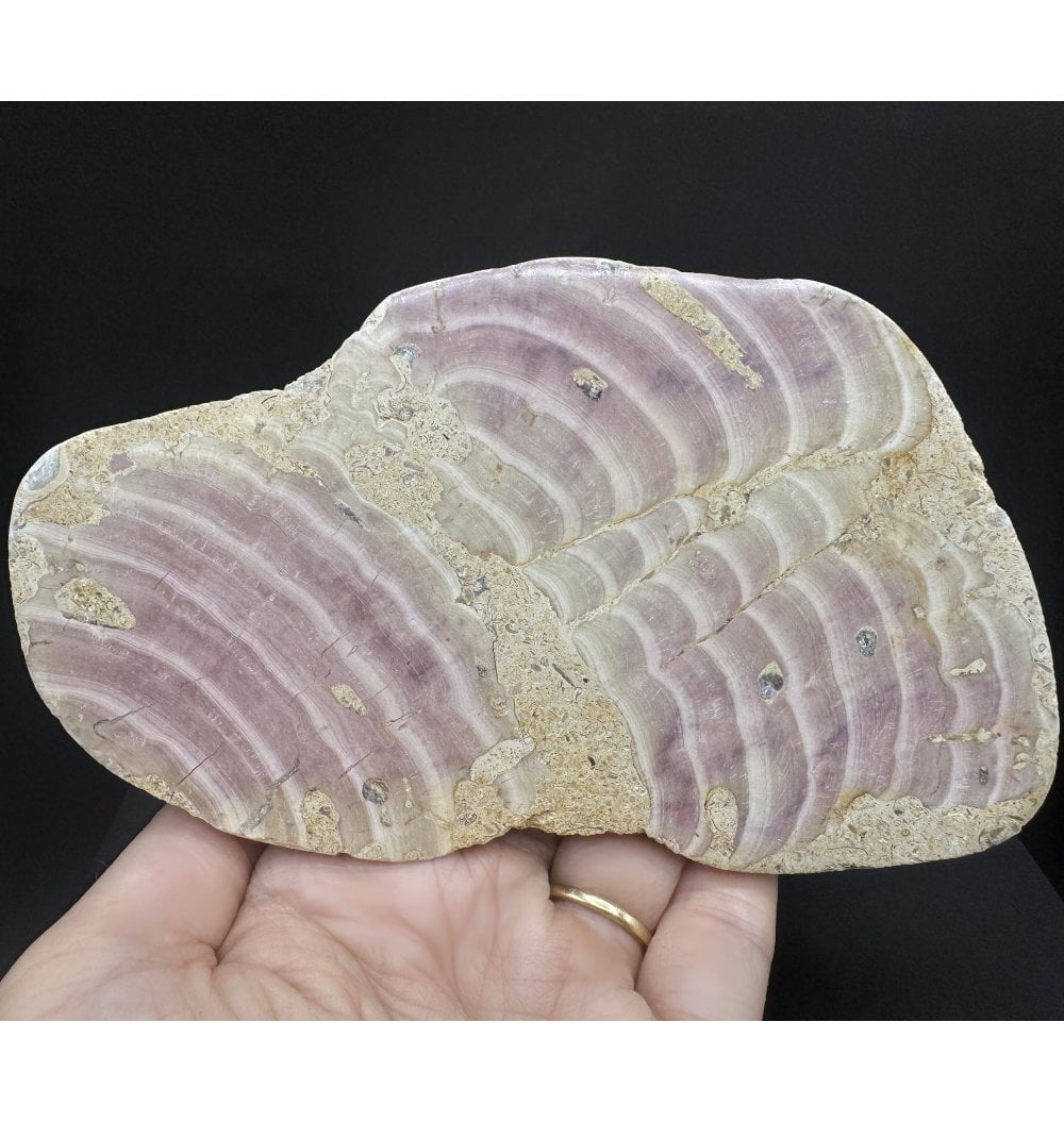 Fossils For Sale | Fossils-UK.com | Polished Jurassic Chaetetid Sponge ...