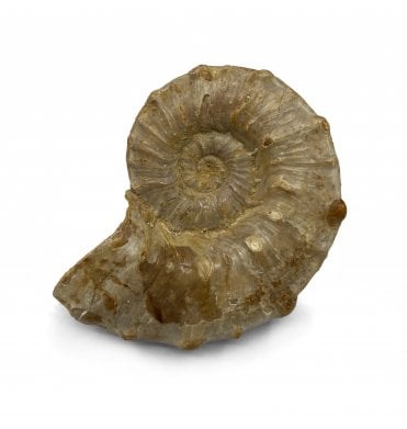 Polished Kimmeridgian, Middle Jurassic Ammonite from Madagascar (SKU A3024):- Euaspidoceras sp. indet.