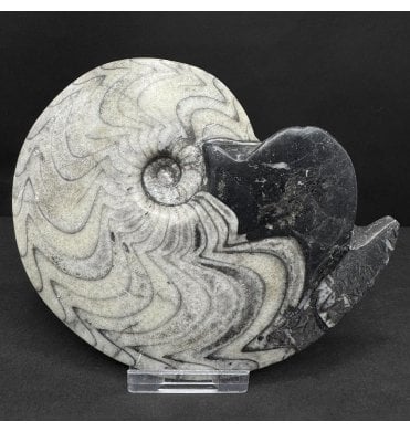 Polished Upper Devonian Goniatite from Morocco, North Africa (SKU OF4421):- Manticoceras cf. sinuosum