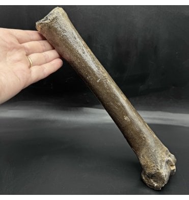 Primitive Fossil Horse Toe Bone (Phalanges) from the North Sea (SKU V7686):- Equus caballus