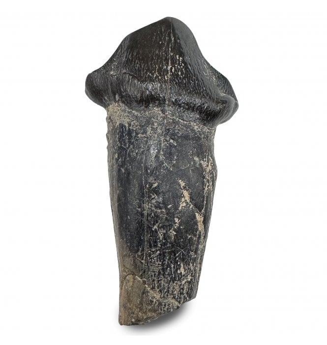 Primitive Fossil Pantodont Tooth from the Lower Eocene, Wyoming, USA (SKU V9260):- Coryphodon eocaenus