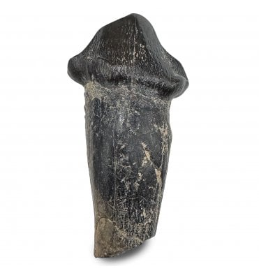 Primitive Fossil Pantodont Tooth from the Lower Eocene, Wyoming, USA (SKU V9260):- Coryphodon eocaenus