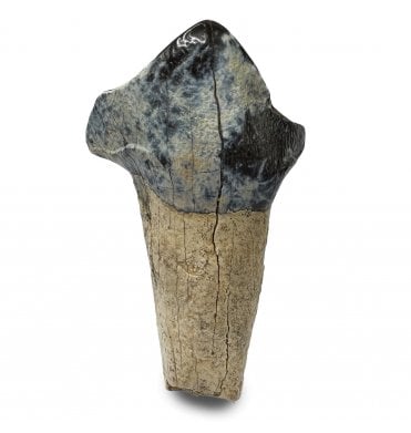 Primitive Fossil Pantodont Tooth from the Lower Eocene, Wyoming, USA (SKU V9261):- Coryphodon eocaenus