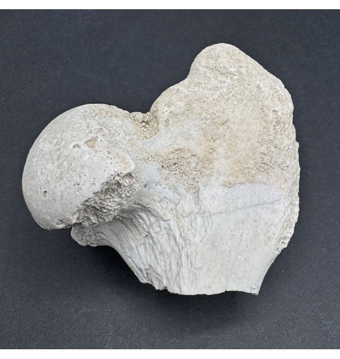 Primitive “Oreodont” Limb Bone End from the Early Oligocene, South Dakota (SKU V7351):- Merycoidodon culbertsonii