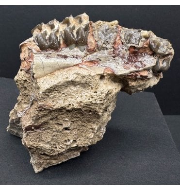 Primitive Three Toe Horse Partial Jaw from the Early Oligocene, South Dakota (SKU V7623):- Miohippus annectens