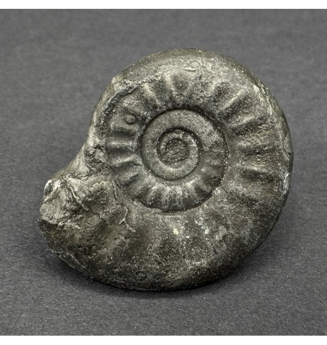 Pyritised Lower Lias, Lower Jurassic Ammonite from Dorset, England (SKU A4525):- Tropidoceras ellipticum