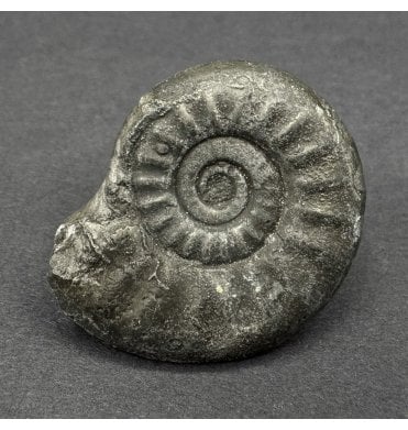 Pyritised Lower Lias, Lower Jurassic Ammonite from Dorset, England (SKU A4525):- Tropidoceras ellipticum