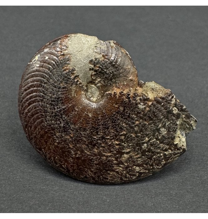 Pyritised Toarcian Ammonite from France (SKU A4518):- Polyplectus discoides