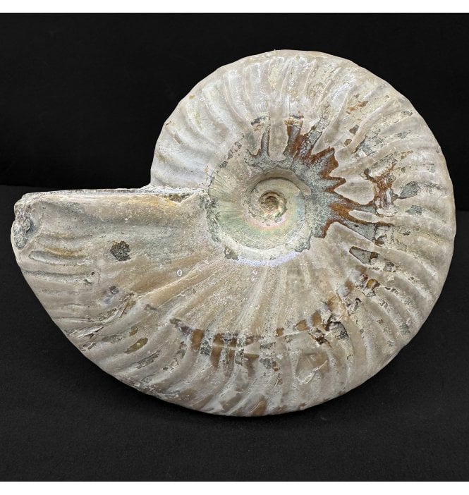 Rainbow Iridescent, Albian, Cretaceous Ammonite from Madagascar (SKU A4839):- Cleoniceras besairiei