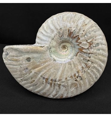 Rainbow Iridescent, Albian, Cretaceous Ammonite from Madagascar (SKU A4839):- Cleoniceras besairiei