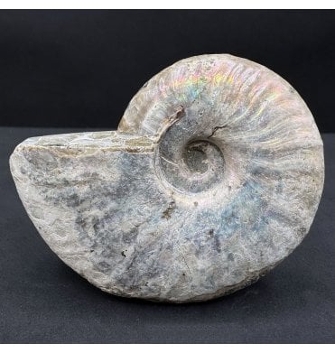 Rainbow Iridescent Albian Middle Cretaceous Ammonite from Madagascar (SKU A4450):- Cleoniceras besairiei