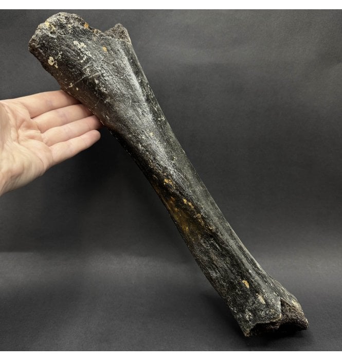 Rare Baby/ Juvenile Woolly Mammoth Femur from the North Sea (SKU V9354):- Mammuthus primigenius