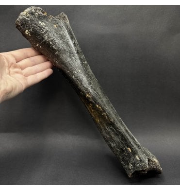 Rare Baby/ Juvenile Woolly Mammoth Femur from the North Sea (SKU V9354):- Mammuthus primigenius