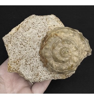 Rare Bajocian, Middle Jurassic Gastropod (Slit Shell) from St. Honorine, France (SKU OF2812):- Pleurotomaria cf. tuberculata