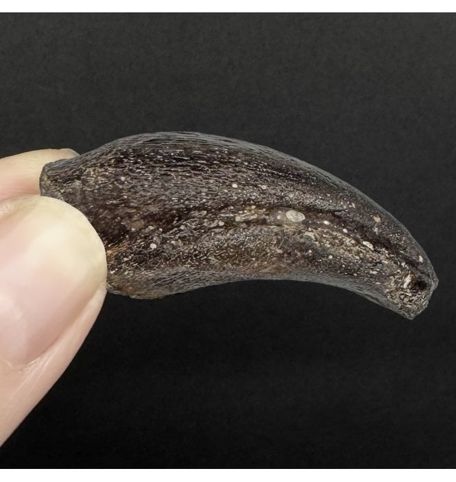 Rare Bathonian, Middle Jurassic Sauropod Manus Claw from Madagascar (SKU V8956):- Archaeodontosaurus descouensis