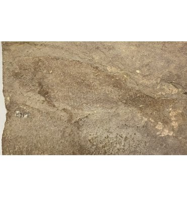 Rare Bear Gulch Formation Fossil Fish from the Lower Carboniferous, USA (SKU V4575):- Atracauda lundi