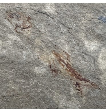 Rare Bear Gulch Formation Fossil Fish from the Lower Carboniferous, USA (SKU V7874):- Kalops sp. Indet.