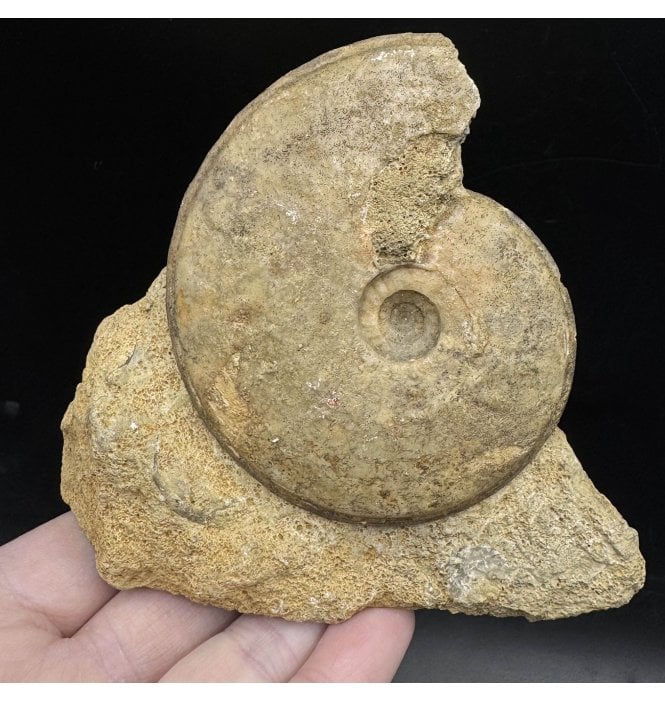 Rare British Bajocan, Middle Jurassic Ammonite from Beaminster, Dorset, England (SKU A3623):- Hyperlioceras (Darellia) politum