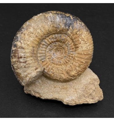 Rare British Bajocan, Middle Jurassic Ammonite from Burton Bradstock, Dorset, England (SKU A3135):- Bigotites (Prorsisphinctes) pseudomartinisi